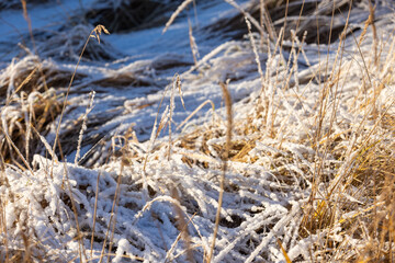 Fototapeta premium Dry coastal grass is covered with white snow on a sunny winter day