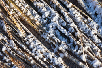 Dry coastal grass lay on the ground under white snow