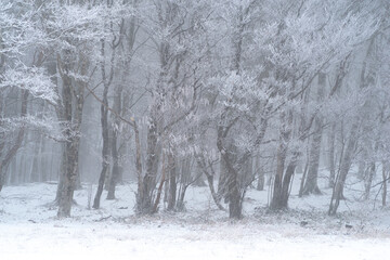 美しい霧氷の森