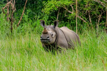 Fototapeta premium A powerful image of a rhinoceros with its horn prominently displayed