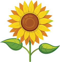 sunflower isolated on white