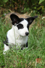 Cardigan Welsh Corgi in the garden