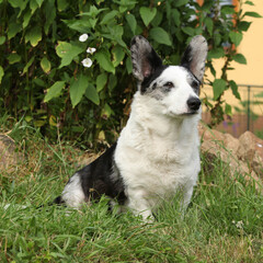 Cardigan Welsh Corgi in the garden