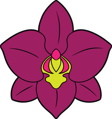 orchid isolated on white