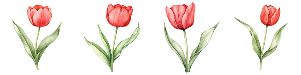 Fototapeta premium A series of four vibrant pink tulips with lush green leaves, showcasing their beauty and elegance, white background, transparent background.