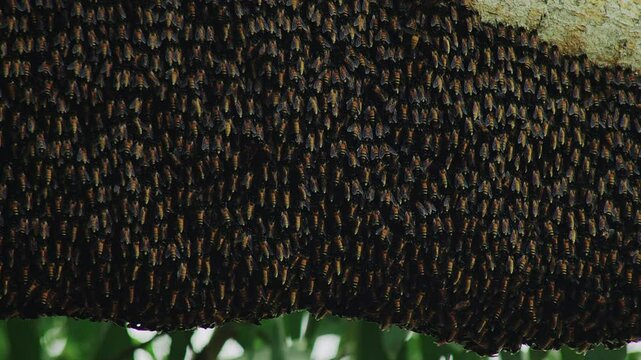Panning on honey bees at their beehive.