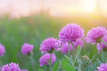 Obraz premium Captivating Time Lapse of Blooming Wildflowers Showcasing Nature s Cyclical Resurgence