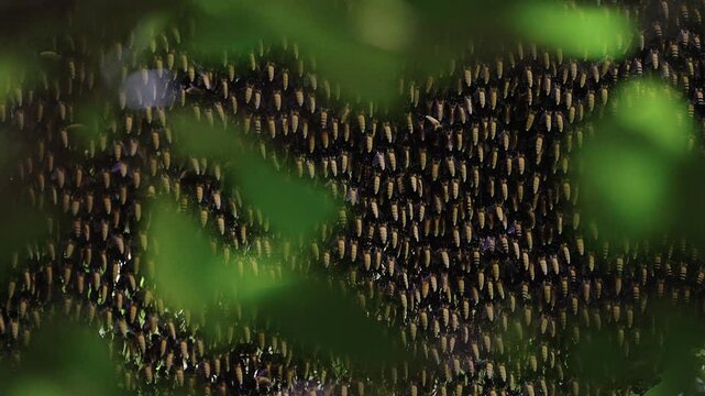 Giant honey bees comb behind leaves.