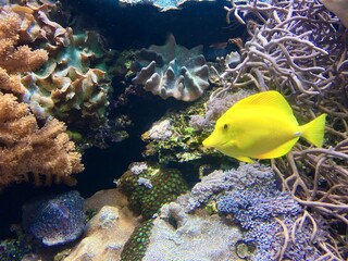 Coral reef with fish and coral, yellow tang fish