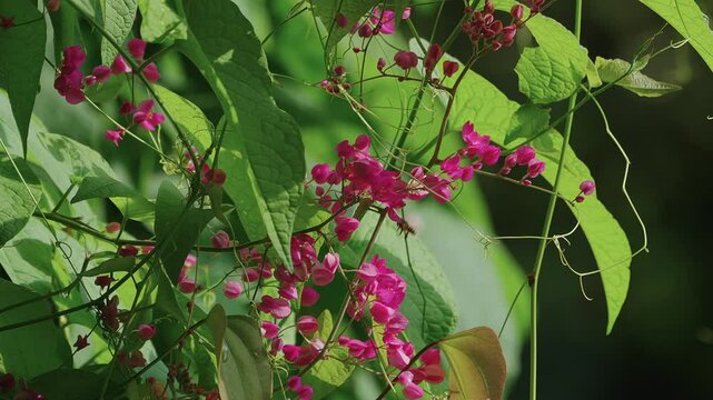 Honey bees feeding on pink flowers of creeper plant.