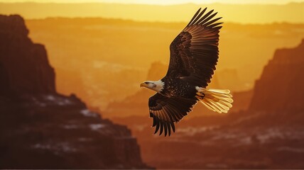 Obraz premium Eagle soaring in canyon at sunset