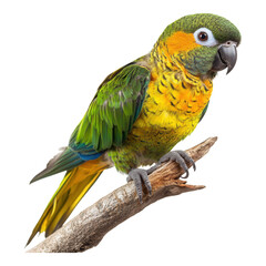 Obraz premium Colorful parrot perched on branch wildlife habitat animal photography natural setting close-up view vibrant colors