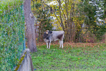 Horned cow of breed Rätisches Grauvieh licking on meadow at Swiss City of Zürich on an autumn day. Photo taken November 16th, 2024, Zurich, Switzerland.