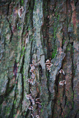 Turkey-Tail on bark (Trametes versicolor)