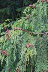 Western Hemlock (Tsuga heterophylla) © Conrmiller