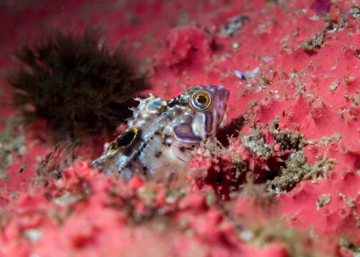 A young Speckled Klipfish (Clinus venustris) up close surrounded with bright sea sponge