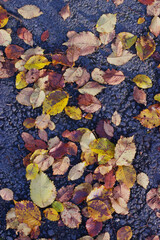 Leaves on asphalt