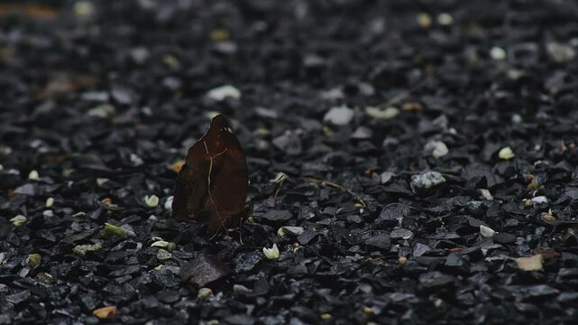 Large orange butterfly flapping its wings.