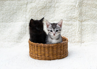 two funny cute black and grey kittens sitting in a basket on the white background