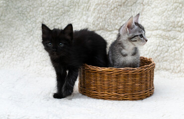 two funny cute black and grey kittens sitting in a basket on the white background