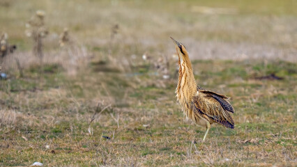 Great bittern calling - Botaurus stellaris