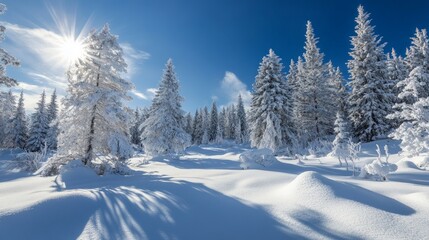 Obraz premium Idyllic Winter Wonderland with Snow-Covered Trees and Bright Sunlight