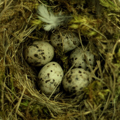 Obraz premium Top view of bird eggs covered with spots in a nest made of wooden branches