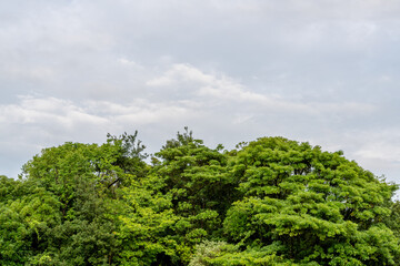 新緑と曇り空
