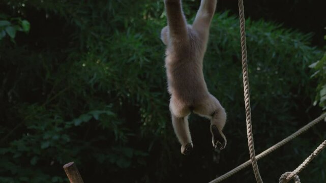 White gibbon hanging on ropes.