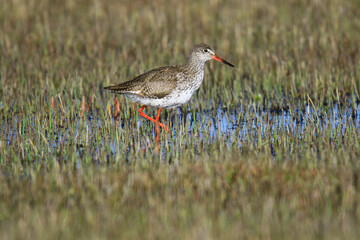 Wildlife-Birds. Spotted Redshank (Tringa erythropus) breeds in freshwater edge grasslands, wet meadows, pastures and coastal marshes. It feeds on flies, insects, small invertebrates.