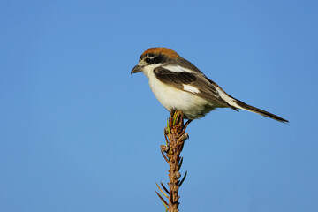 Wildlife-birds. The woodchat shrike (Lanius senator) bird belongs to the laniidae family. Shrub open fields and hedges on the edges of these fields are their habitats. They usually feed on insects.