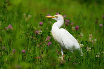 Wildlife - Birds. Western cattle egret (Bubulcus ibis) mostly live in fields, steppes and grasslands, except wetlands. They usually feed on insects.