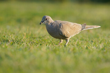 Wildlife - birds. Eurasian collared dove (Streptopelia decaocto) forest edges, wooded open land,...
