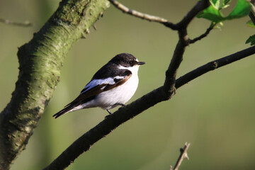 Obraz premium Wildlife - Birds. Semicollared flycatcher (Ficedula semitorquata) birds inhabit forest edges, parks and gardens. They usually feed on flying insects and flies.