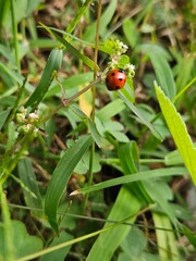 Little Red Ladybug