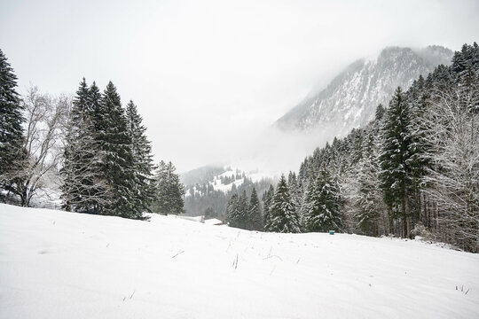 Snow covered field in the pine tree woods of the Swiss Alps