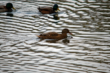 Wilde Enten auf einem ruhigen See