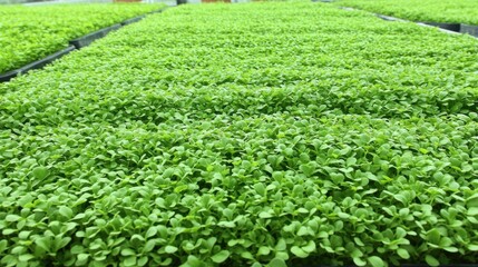 Lush Green Seedlings Growing in a Vibrant Nursery Environment