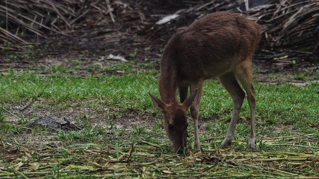 Brown roe deer eating grass.