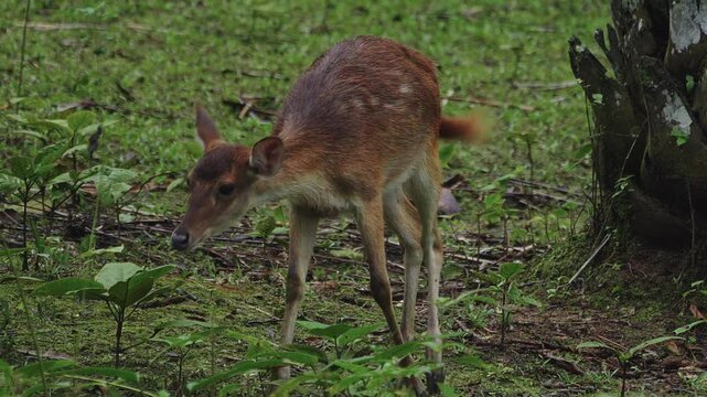 Junior red colored roe deer wondering on meadow.