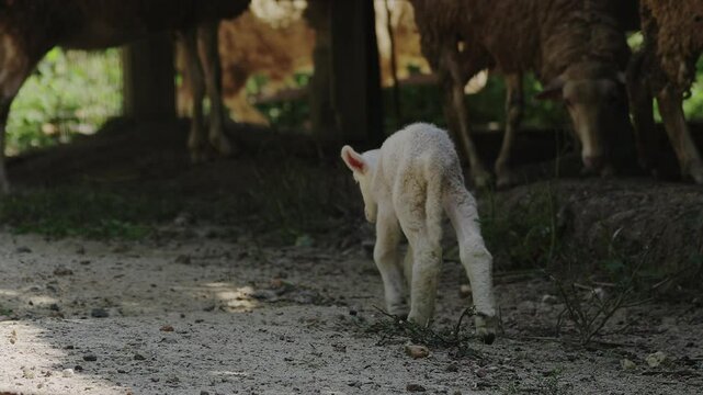 Baby sheep walking unsteadily.