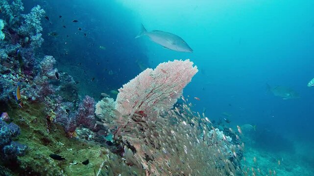 Lock shot of Richelieu Rock reef. Golden Glassy Sweepers (Parapricantus Ransonneti) by a Gorgonian Sea Fan. Jacks (Carangidae) attack sweepers, with Longnose Emperors (Lethrinus olivaceus) behind