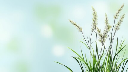 background concept. Lush green grass with soft focus background, evoking a serene, natural atmosphere.