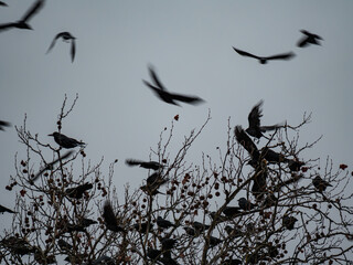 flock of Crow 