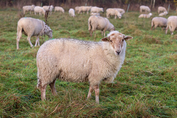 Curious sheep; sheep flock; herd animal; grazing; autumn