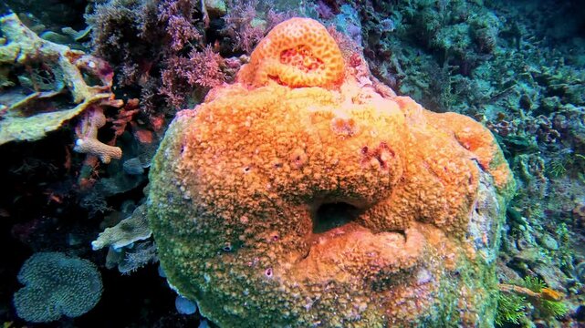 Tube worms grow on coral.