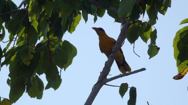 A black-naped oriole, native to the Indo-Pacific region of Asia.