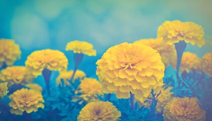 Soft yellow marigolds paired with blue-toned background