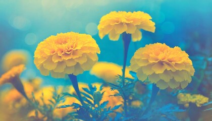 Soft yellow marigolds paired with blue-toned background