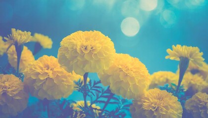 Soft yellow marigolds paired with blue-toned background
